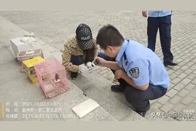 河北霸州鸟市发现二级保护野生鸟类！绿会志愿者提醒加强鸟市管理图片