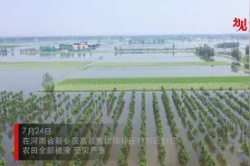 现场实拍：新乡被淹玉米预计一周退水 10万斤被泡小麦只能做酒精图片