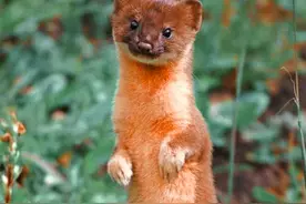 为什么老一辈人告诫黄鼠狼不能捕杀？难道真会遭报应？图片