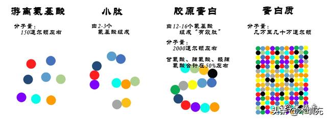 绉戞櫘涓€涓嬶紝鑳跺師铔嬬櫧锛堟洿鏂帮級