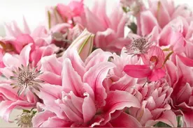 春天花园必不可少的百合花，花大色艳，惊艳了一整个春天图片