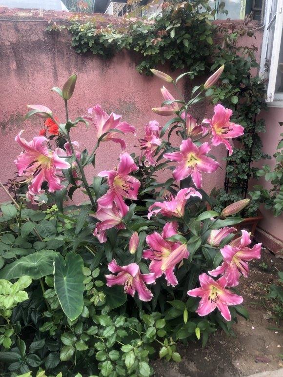 什么花出胶 2025年请问什么花