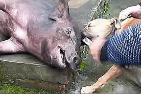 后院传来一阵猪叫声，火速跑出去后，看到这情况，拿铁棍直接打图片