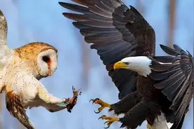 猫头鹰从不自己筑巢，都是抢，为什么？战斗力爆表，是鹰的天花板图片