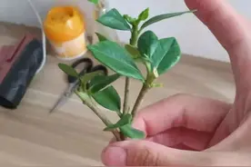 水培栀子花生根后土栽，成活率高服盆快图片