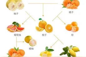 柑橘家族大揭秘，橙子竟是柚子和宽皮橘的“孩子”？图片