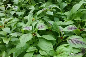 鲁西南方言杂谈-茵茵菜图片