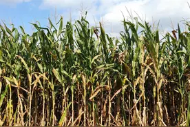 你见过蛇下的蛋吗，在玉米地里发现了几枚蛇蛋图片