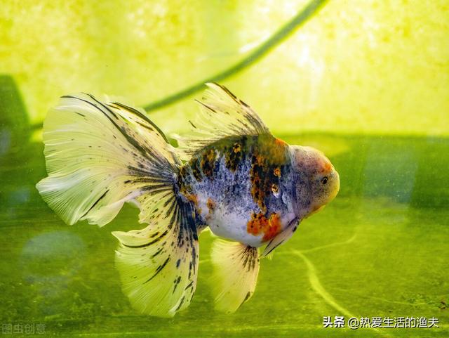 金鱼鱼鳞掉了还能活吗