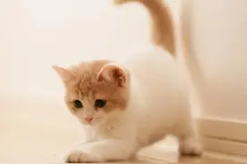 铲屎官的那些正在不断带走家养猫咪寿命的行为？你中招了吗？图片
