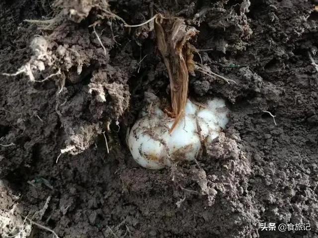 兰州甜百合，可以生吃的百合