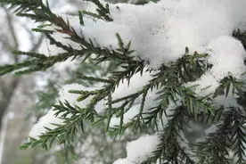 农村俗语“雷打雪，人吃铁，正月雷声发，大旱一百八”，是啥意思图片
