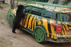 银基动物王国比长隆如何？具体花费有哪些？图片