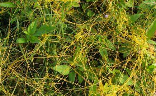 高中生物学习经验分享