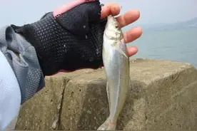 如何垂钓沙尖鱼？从它的习性着手，用对技巧与饵料保证能钓多钓好图片