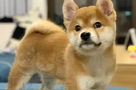 新手养柴朋友千万不能错过的黑心犬舍8大特征图片