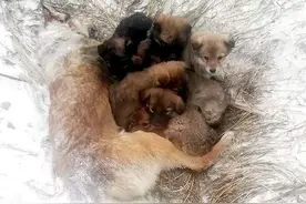 狗妈妈抱7只小狗冻死在雪地里！小狗没事，但它们并不想离开图片