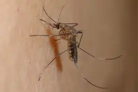 被蚊虫叮咬后，如何快速止痒？图片