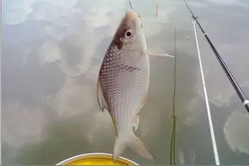 怎么钓鲮鱼？5大钓点，1个规律，必须要牢记！纯干货图片