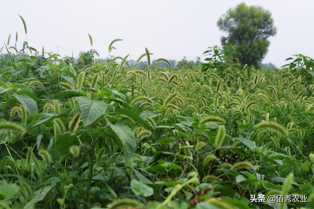 后百草枯时代，除草剂最厉害的是哪种？农民该怎么选？