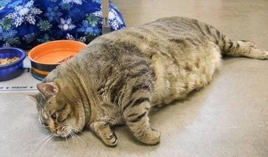你知道动物性蛋白对猫来说多关键吗？该摄入多少你一定要知道
