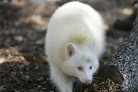 野生白化动物稀少，为什么在神农架成批出现？到现在已发现20多种图片