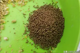 不再发愁小杂鱼，巧用浮水颗粒避开上层杂鱼，直击底部鲫鱼图片