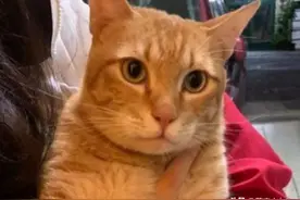 橘猫跑出去玩，回来肉掌肿成2倍大，一伸出爪子网友全笑歪图片