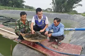 新疆男子沙漠5亩池塘养澳洲淡水虾，个头比手掌大，亩利润达万元图片