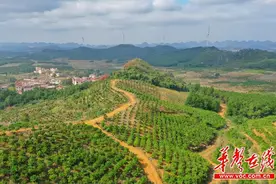 「“湘”当自觉自信自强」永州江华县：荒山蝶变，“空心村”欲变亿元水果村图片