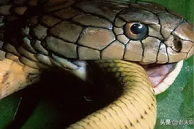 眼镜王蛇：蛇类煞星，所到之地毒蛇“片甲不留”，连配偶都被吃了图片