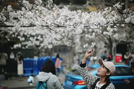 今年赏樱不必人挤人！“樱花大道”从鸡鸣寺延伸到玄武湖图片