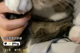 爱睡觉的猫猫，肥肉都不会太少图片