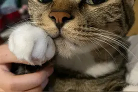 爱睡觉的猫猫，肥肉都不会太少图片