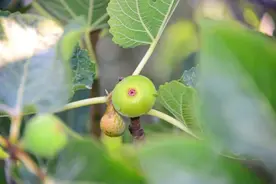 美味的无花果应该怎么种植呢？一起来看看吧图片