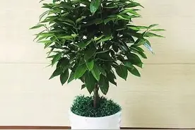 过几天就是立冬，家中多养富贵花，日子又火又旺，美观招财又养图片