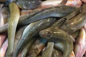 海胖头 ，不光美味 ，还有传说 ，你的家乡有这种鱼吗 ？图片