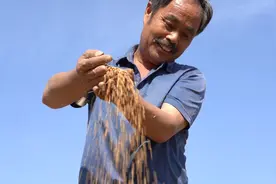 直击汝南县小麦丰收现场：亩产超1200斤 麦客一天挣两千图片