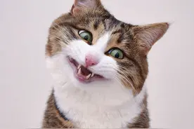 流行的猫咪测智商大法，你试过几个？图片