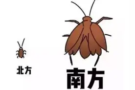 为何北方人很怕南方的蟑螂？图片