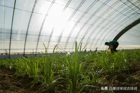 春韭满园随意剪，腊醅半瓮邀人酌图片