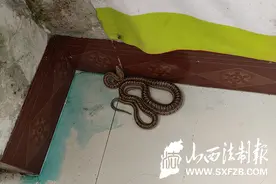 「我为群众办实事」龙泉派出所民警变身“捕蛇者”解民忧图片