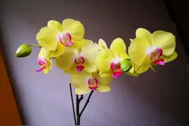 看看我的蝴蝶兰盆栽，为什么根系总是往天上长？就是不扎盆图片