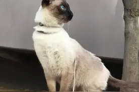 猫咪中的挖煤小天使有很多种，不要见到黑脸就以为是暹罗猫哦！图片