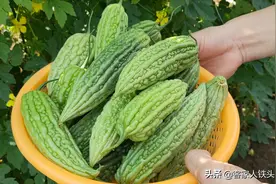客家人吃苦瓜，独爱这一个做法，好吃不苦，我家一周吃5次也不腻图片