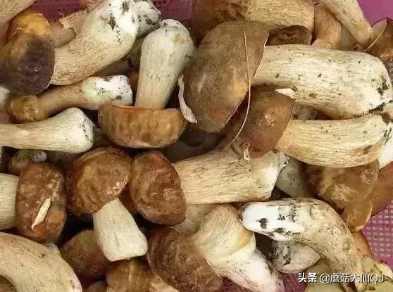 楚雄市南华县舌尖盛宴——菌子大全