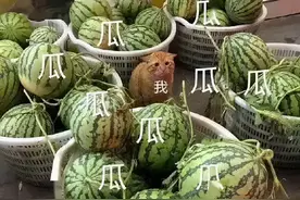 霍尊常吃的海狗丸秘药，到底有没有让他更强？图片