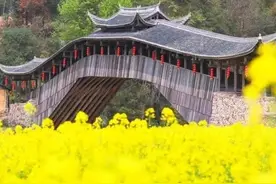 踏青赏花正当时，“金色碧波”初荡漾 ——《温州赏花指南》③图片