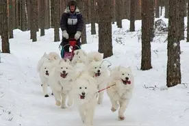 盘点犬中的微笑天使萨摩耶，真是人见人爱，花见花开图片
