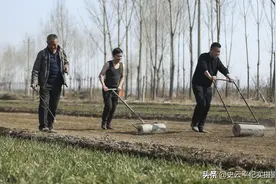 上阵还是父子兵，远志地里父子三人打药拉石碾，齐心协力干农活图片